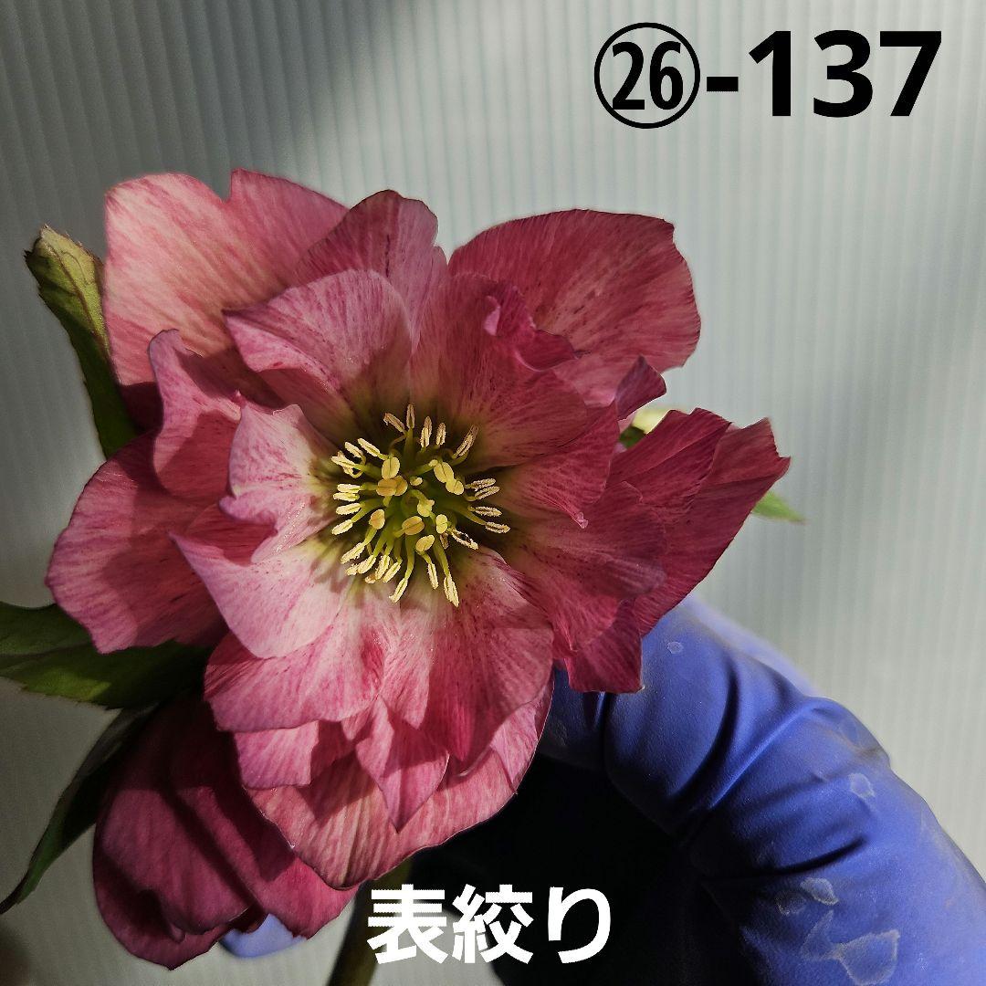 ✿㉖-137クリスマスローズ