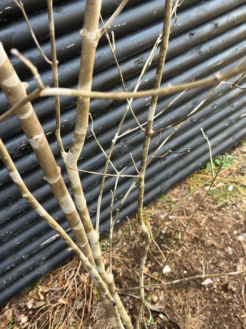 山採り天然　アオダモ　５本株立ち　4