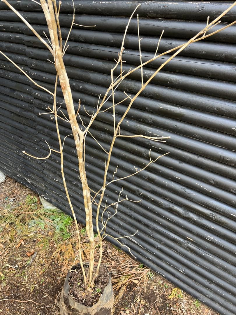 山採り天然　アオダモ　５本株立ち　4