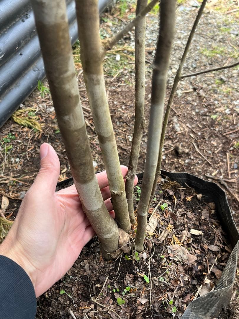 山採り天然　アオダモ　５本株立ち　4