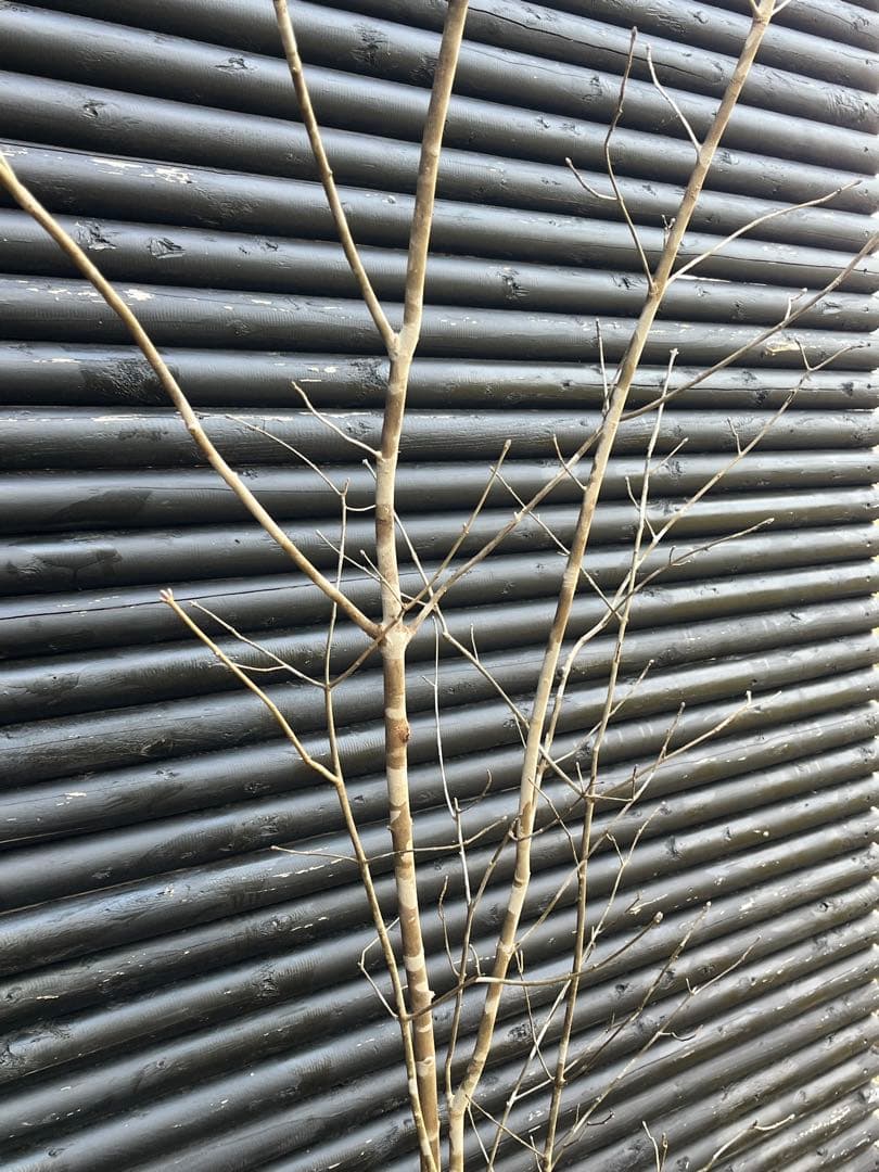 山採り天然　アオダモ　５本株立ち　4