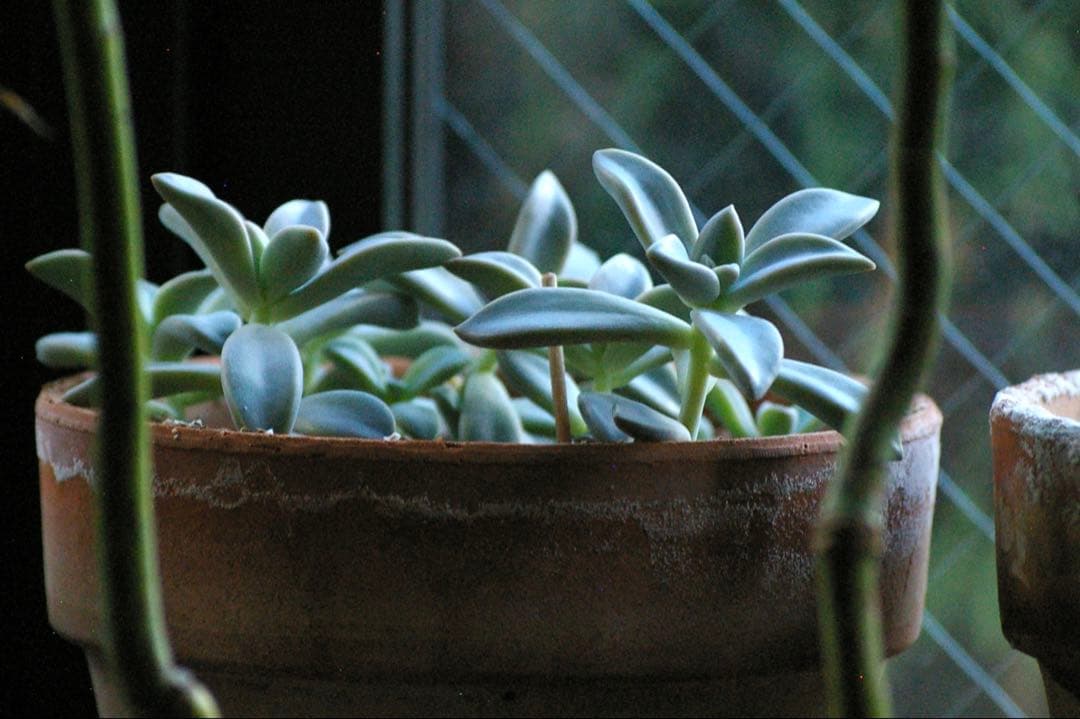 【完動品】SIGMA 70-300mm 4-5.6 APO DG Kマウント