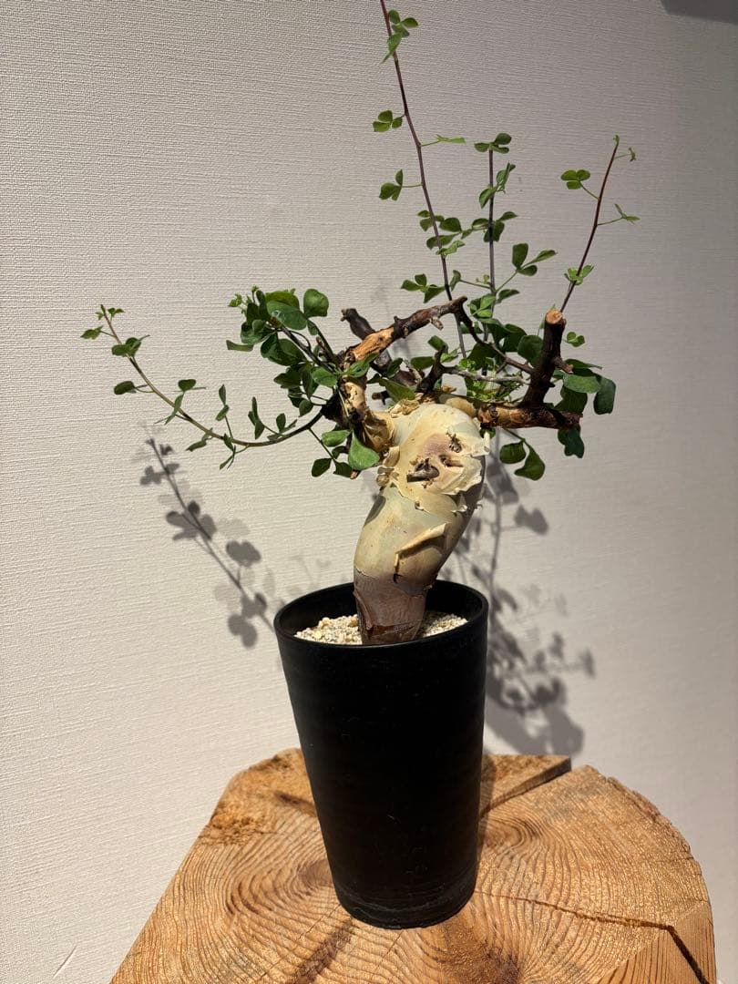 ソマリア　カタフ　ピュアカタフ　コミフォラ