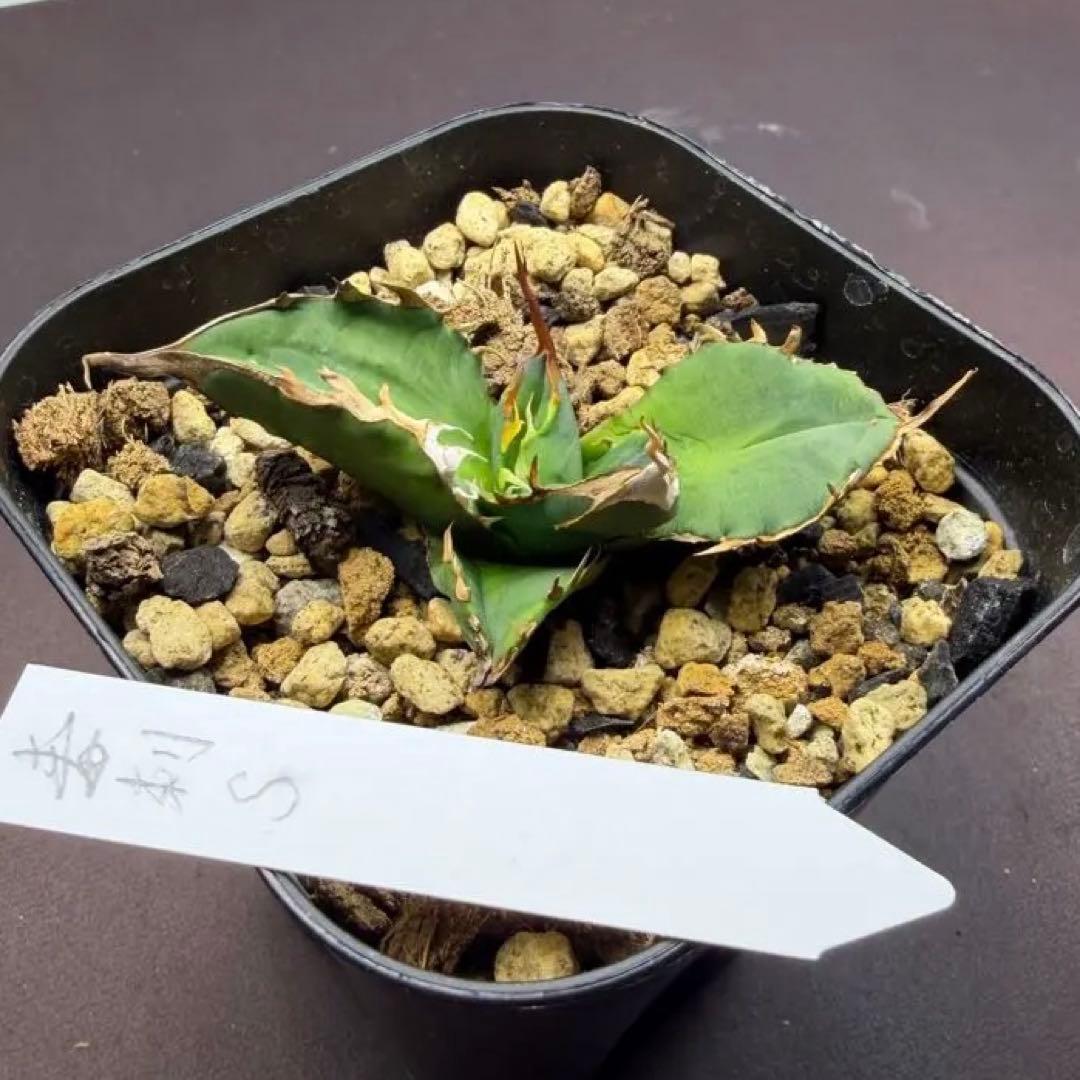 毒刺S(タグあり) アガベ　抜き苗配送