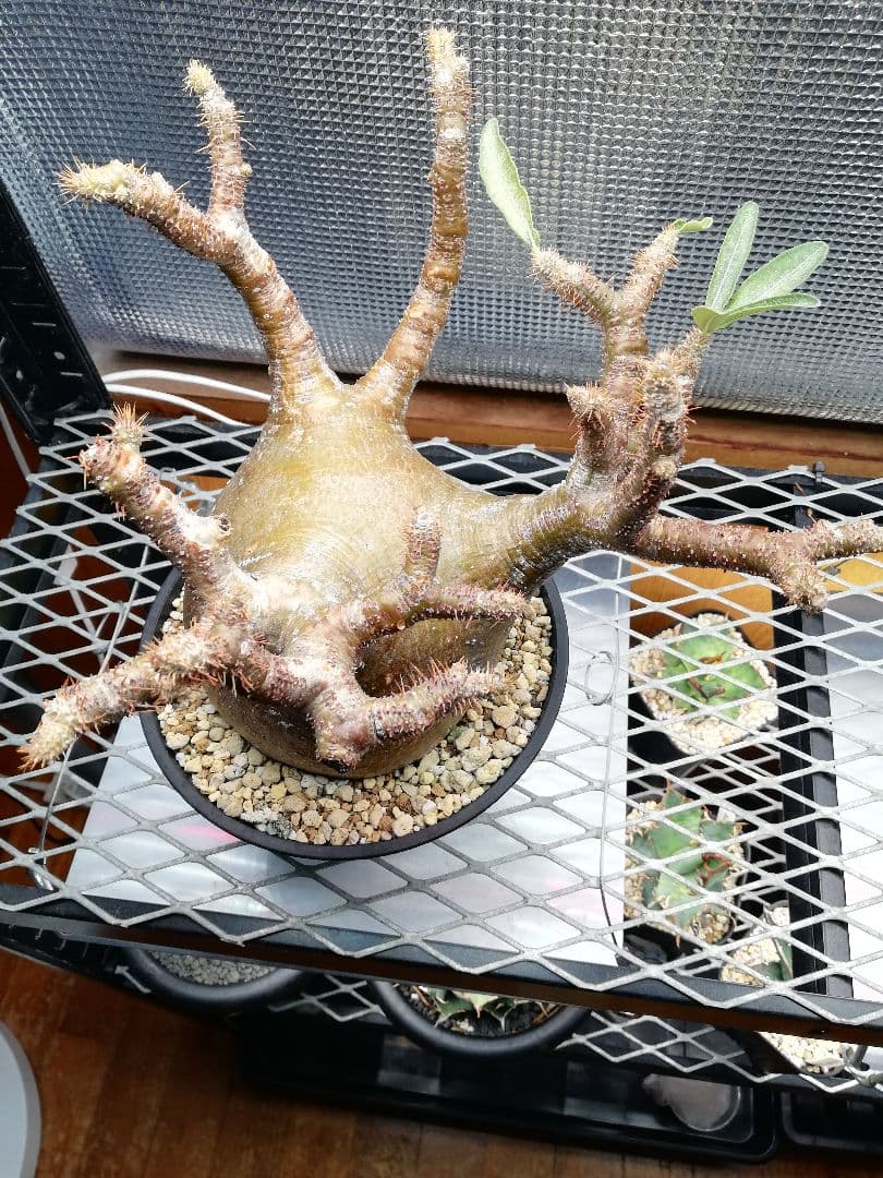 特大美株‼️ グラキリス