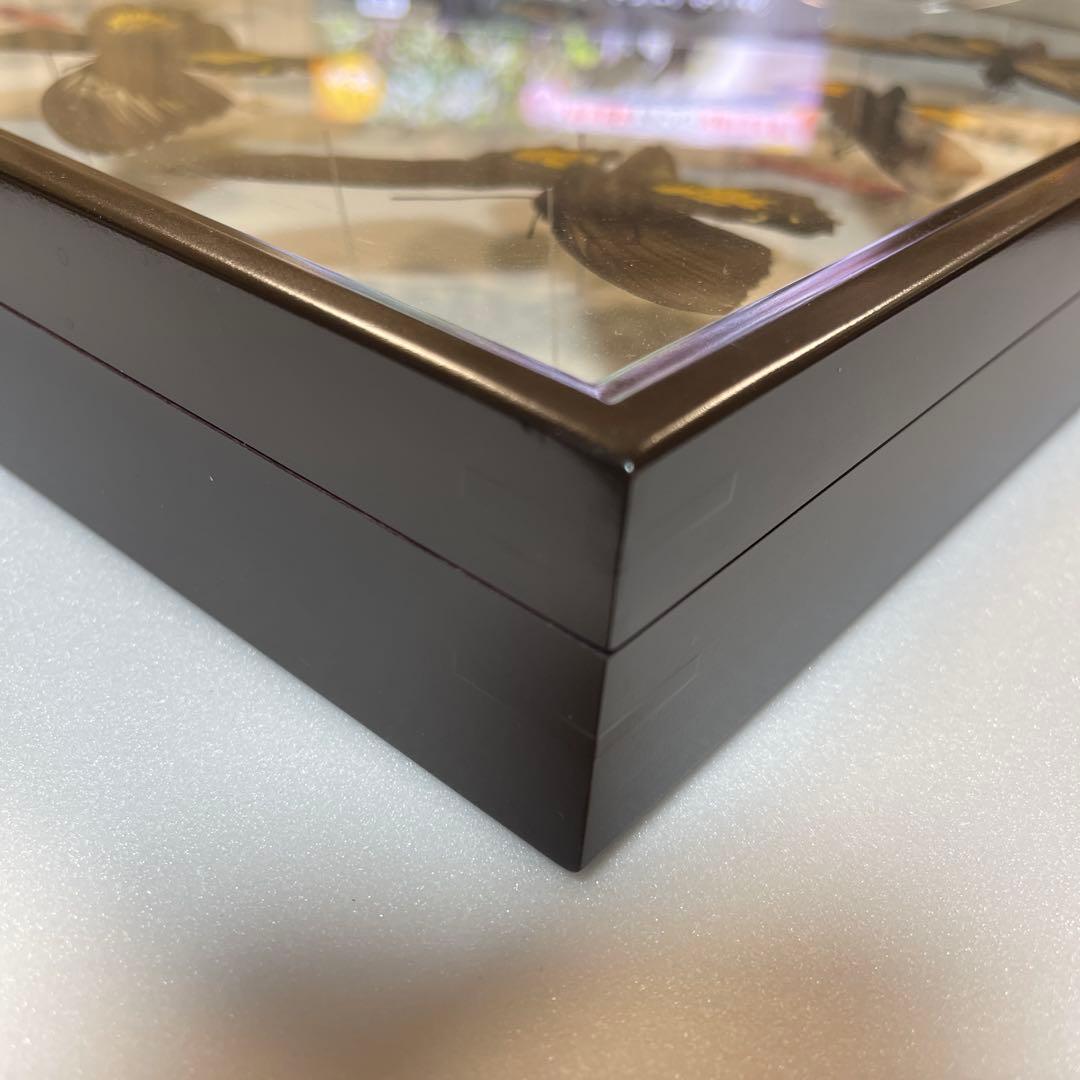 キシタアゲハ　9頭