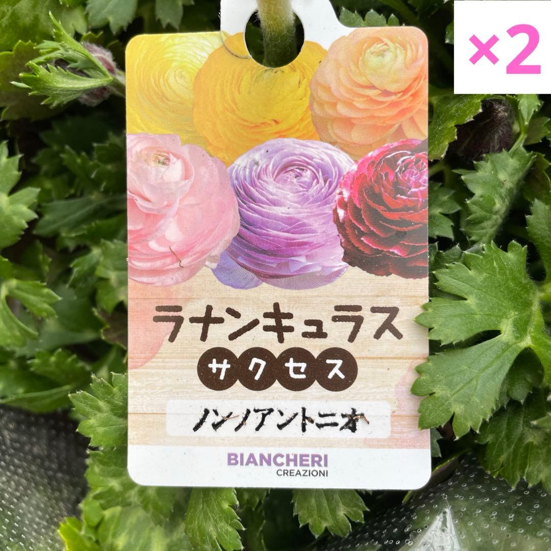 花 Funaki
