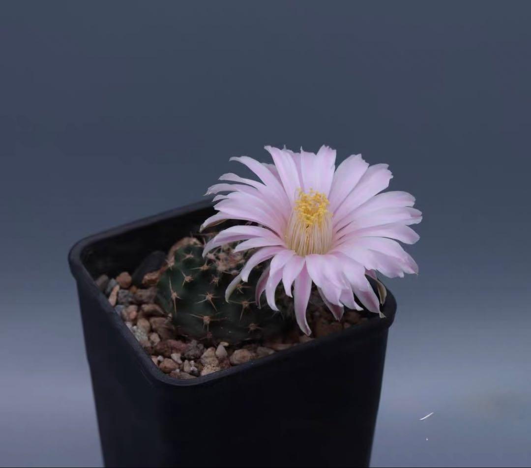 【一点物】希少品種 コレクション株「明星の宝石」明石丸 人気花サボテンレアカラー