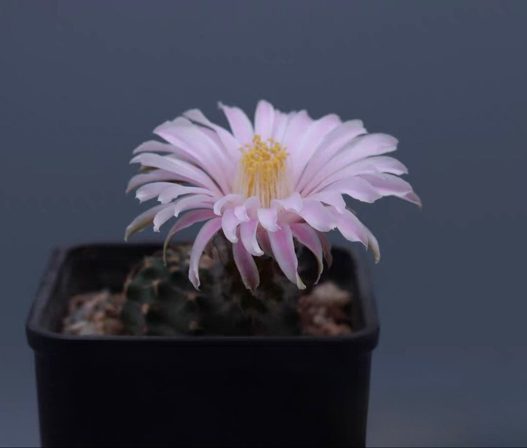 【一点物】希少品種 コレクション株「明星の宝石」明石丸 人気花サボテンレアカラー