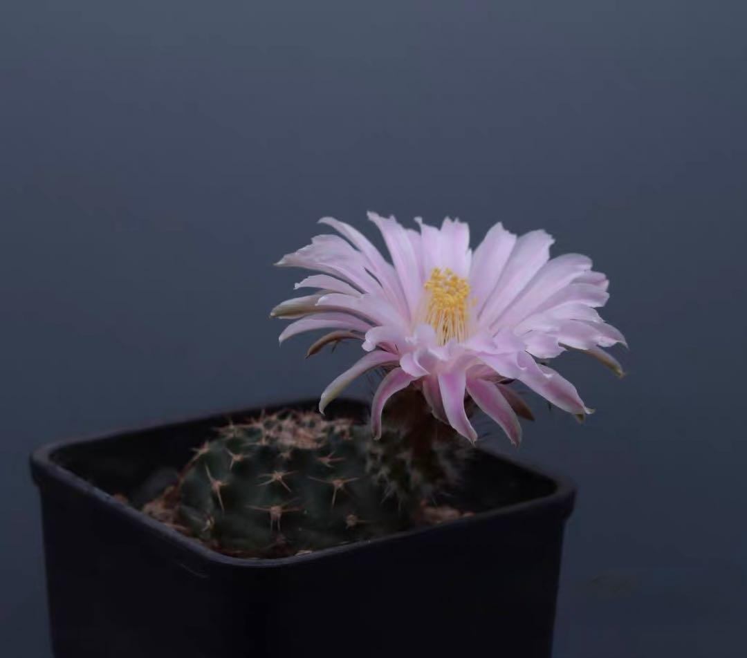 【一点物】希少品種 コレクション株「明星の宝石」明石丸 人気花サボテンレアカラー