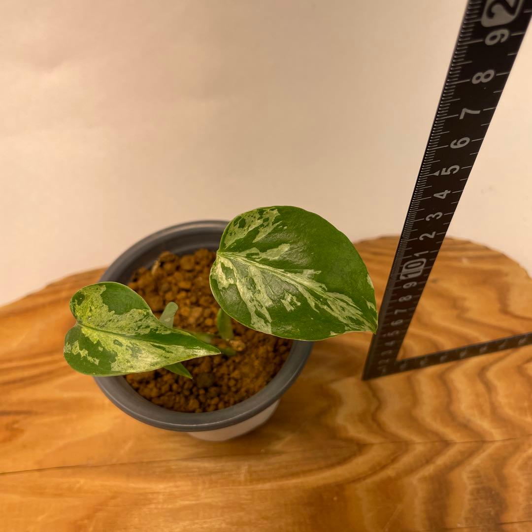 T*Y様 L028斑入り保証！品種保証！Bulbasaurモンステラ・フシギダネ