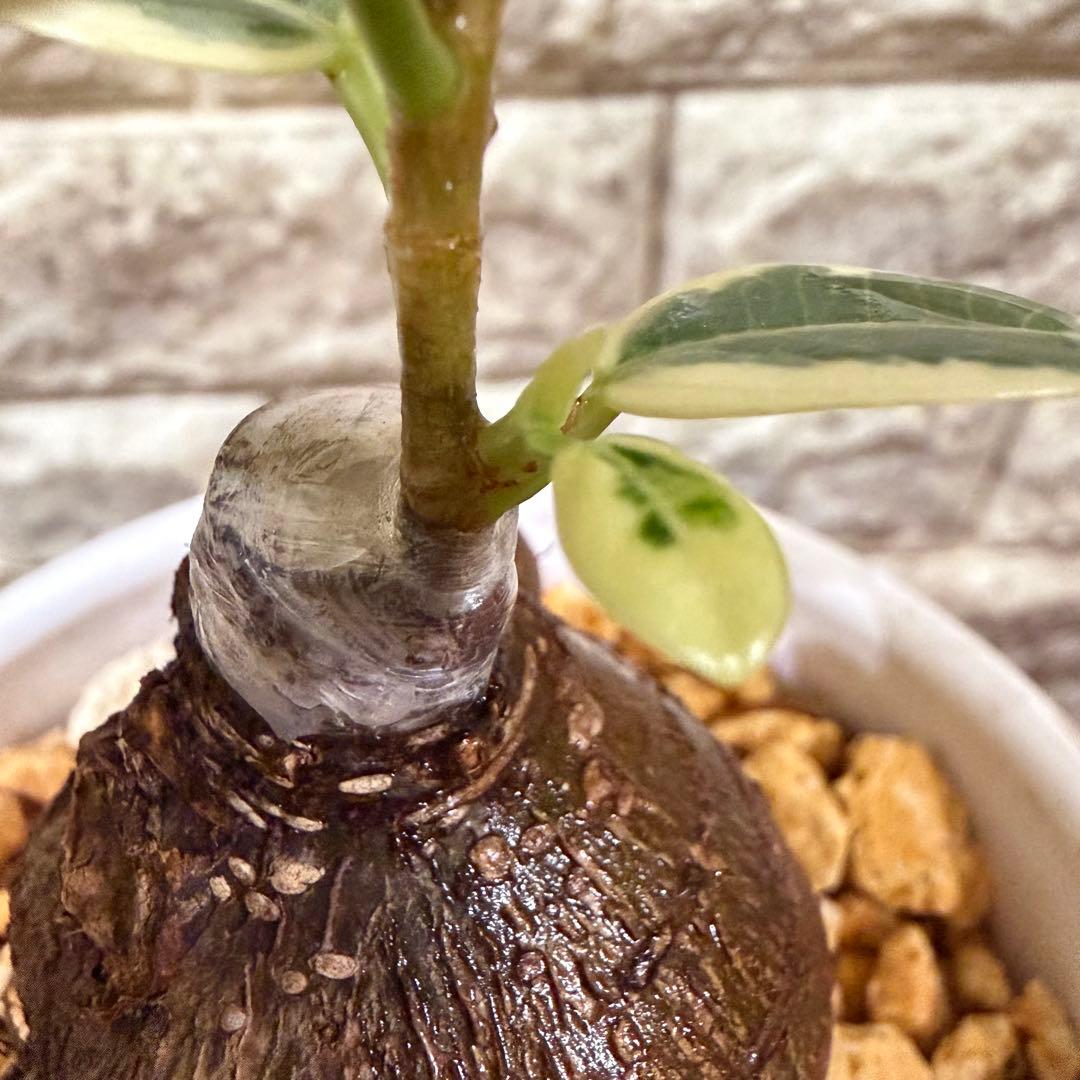 【専用】パンダガジュマル 斑入り ぷっくり塊根・発根済み 新芽あり4号鉢