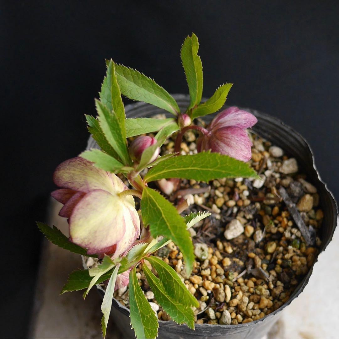 mirakohujin様 リクエスト 2点 まとめ商品　クリスマスローズ