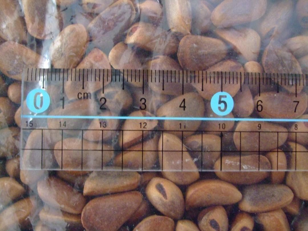 【エゾリスの大好物】 北海道産 天然 松の実(チョウセンゴヨウ) 1.5kg