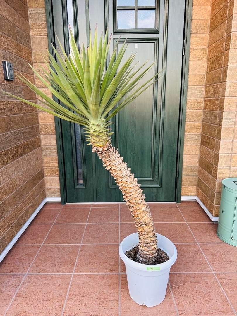 ユッカ　アロイフォリア【A】　極太　曲がり　個性的　ドライガーデン　ガーデニング