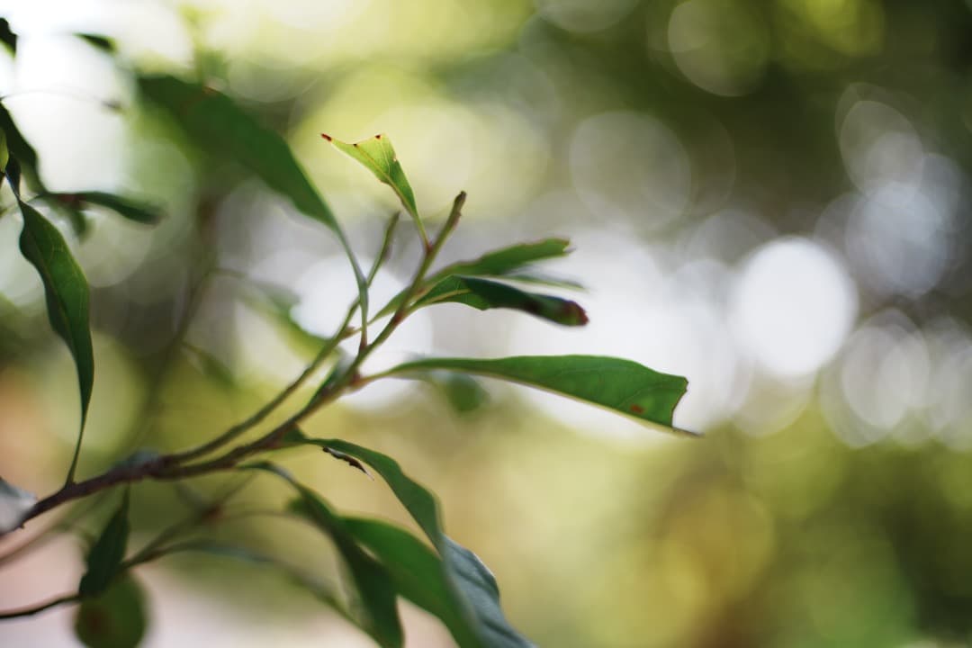 【極美品】動作◎ ニコン　Ai Nikkor 50mm F1.4 758