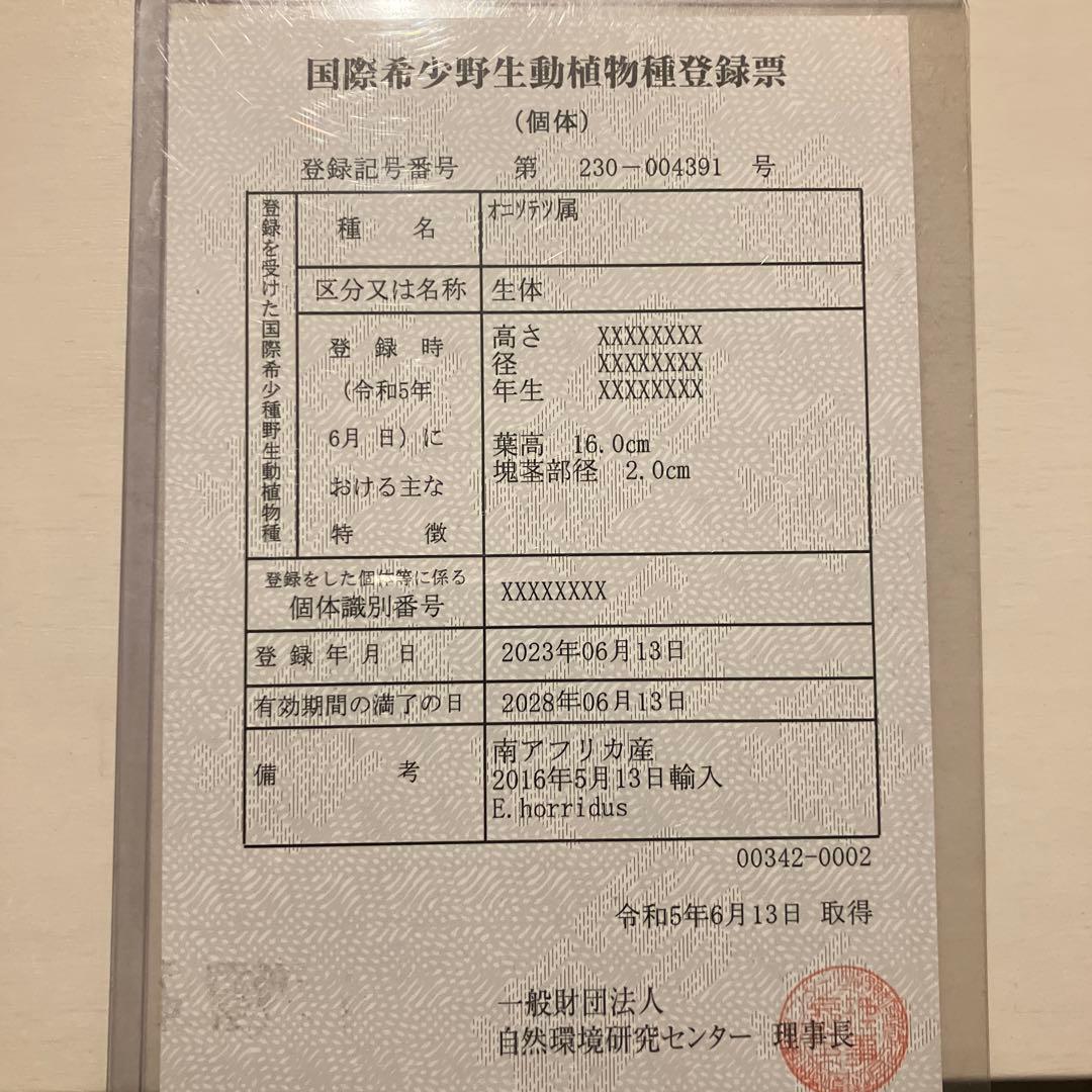 Apホリダス