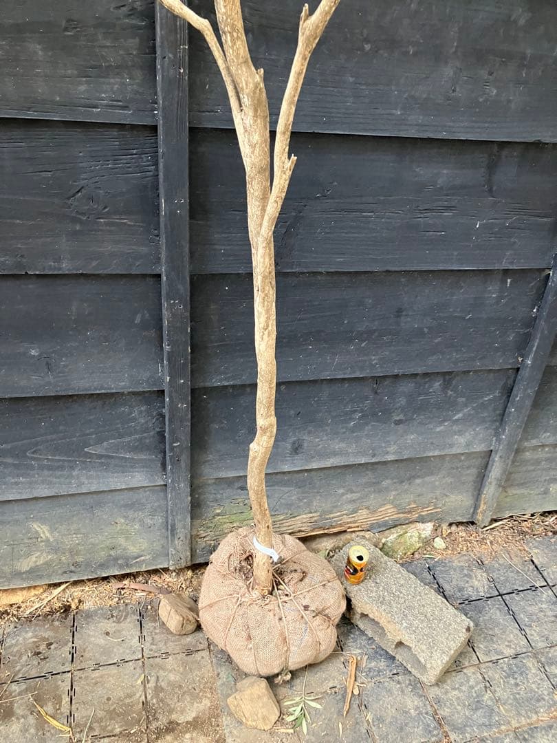 50 山採り　アセビ