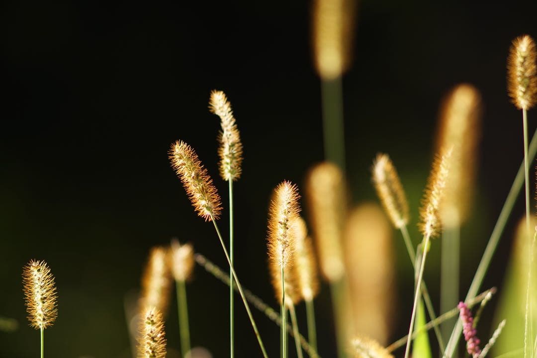 作例付き　SMC PENTAX67 200mm F4 管mpr