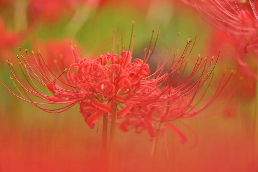 作例付き　SMC PENTAX67 200mm F4 管mpr