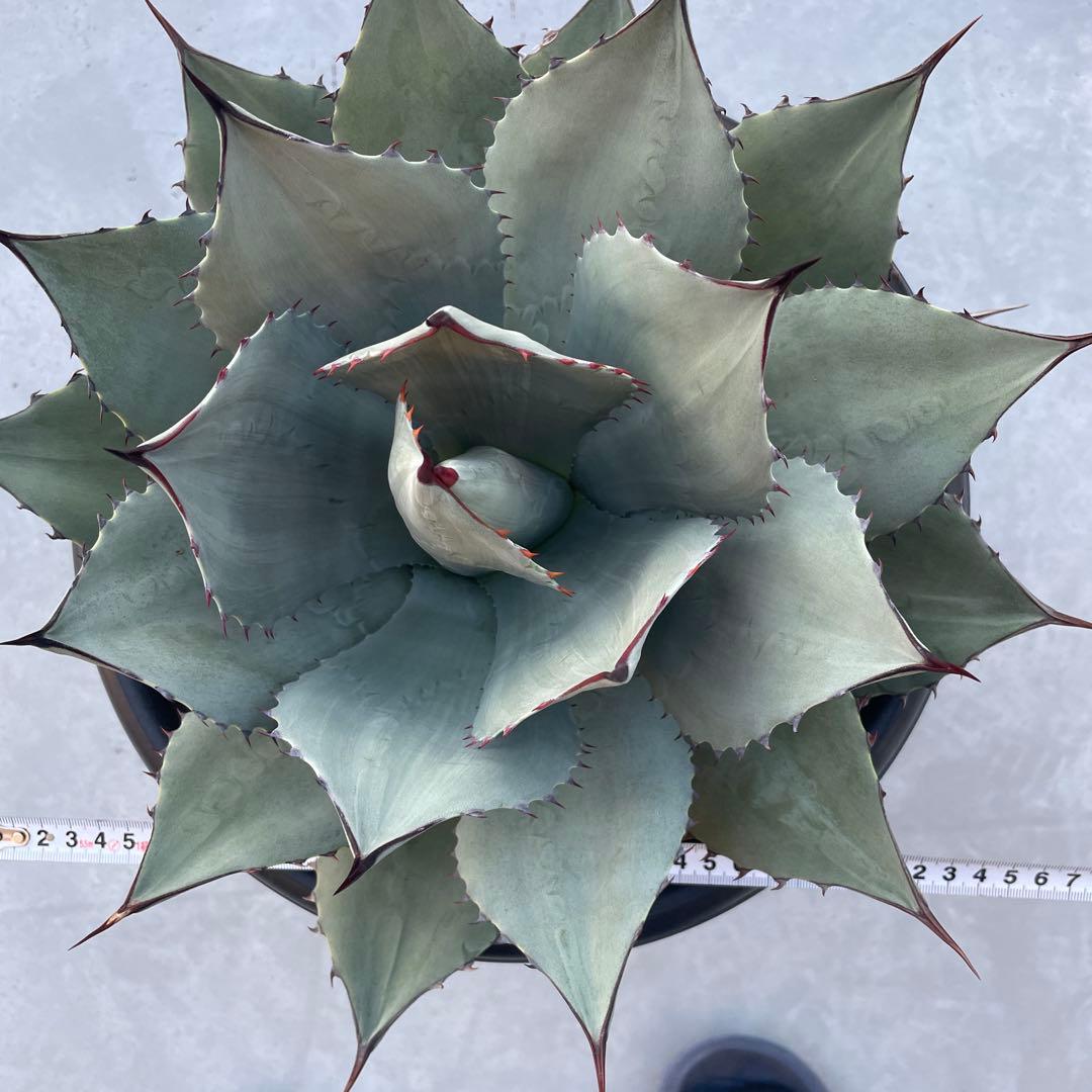 アガベ パリー トランカータ　パリーパリー 直径約35cm