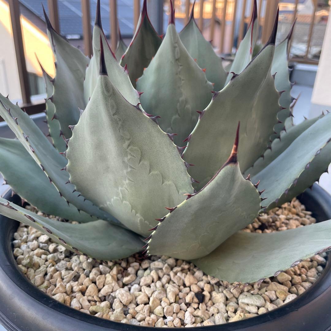 アガベ パリー トランカータ　パリーパリー 直径約35cm