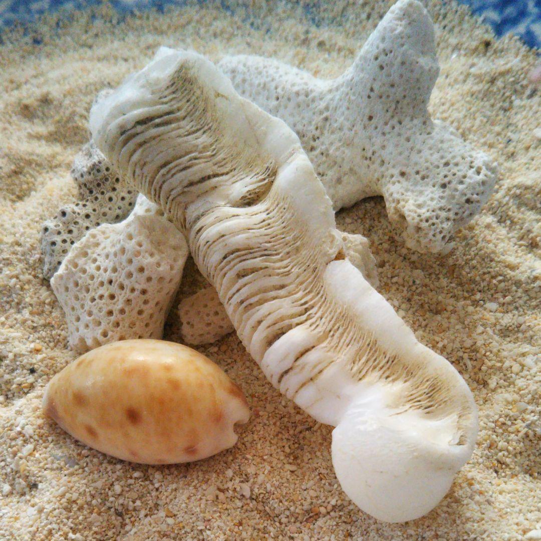 ケオン.。.:*♡