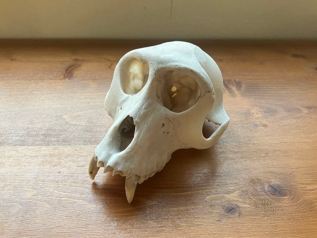 【希少】ニホンザルの頭骨（スカル）※下顎無し