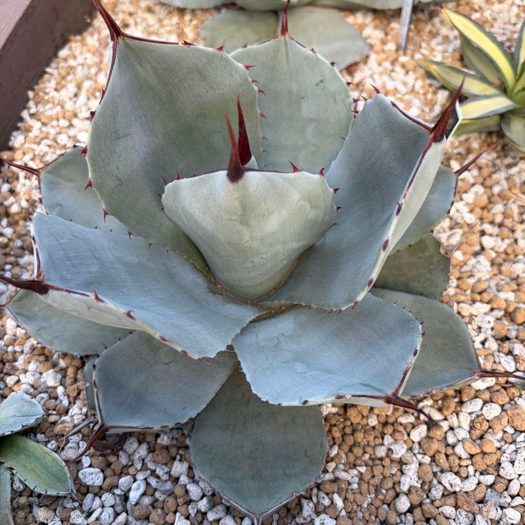 アガベ　美株　パリートランカータ　ハンティントン