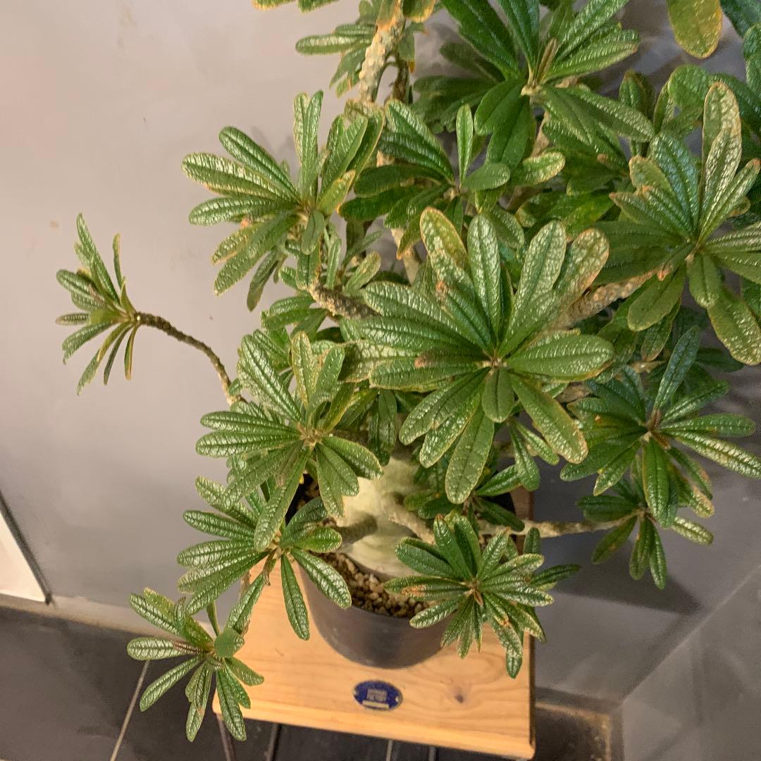 ドルステニア ギガス