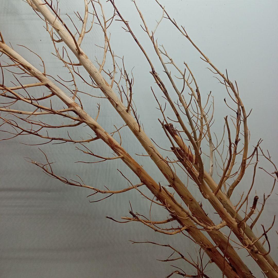 アク抜き済み流木【322】最終価格