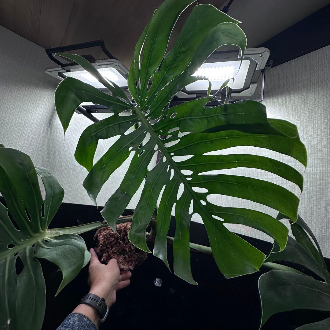 や*ぴ様 モンステラデリシオーサマクロコズム超希少系統鉢植え75㎝