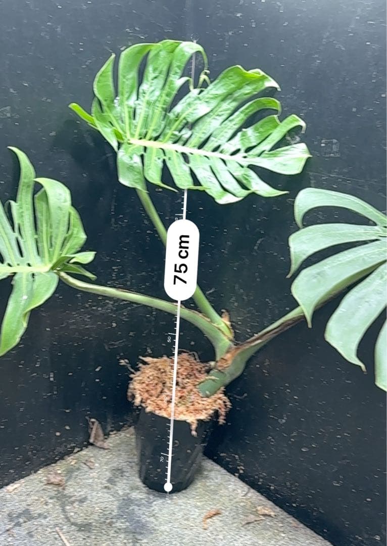 や*ぴ様 モンステラデリシオーサマクロコズム超希少系統鉢植え75㎝