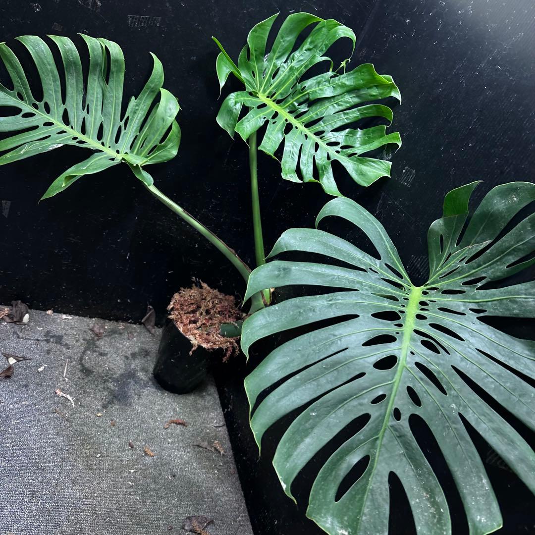 や*ぴ様 モンステラデリシオーサマクロコズム超希少系統鉢植え75㎝