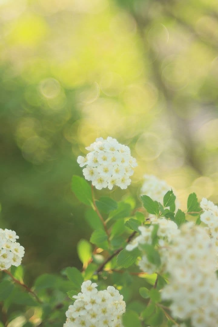 FUJINON 55mm F2.2 【良品】