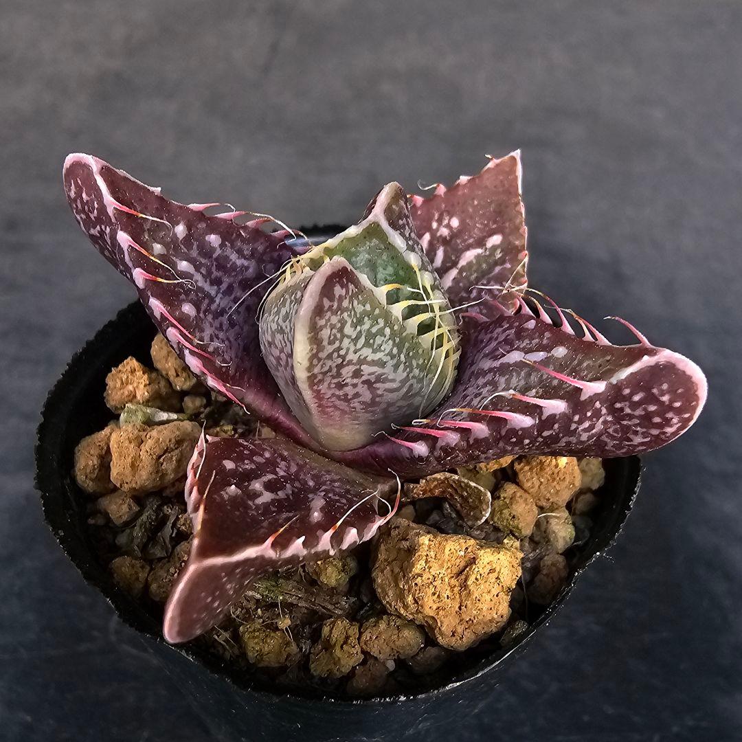 多肉植物 フォーカリア 魔獣の肉×紅蓮地獄(実生苗です)