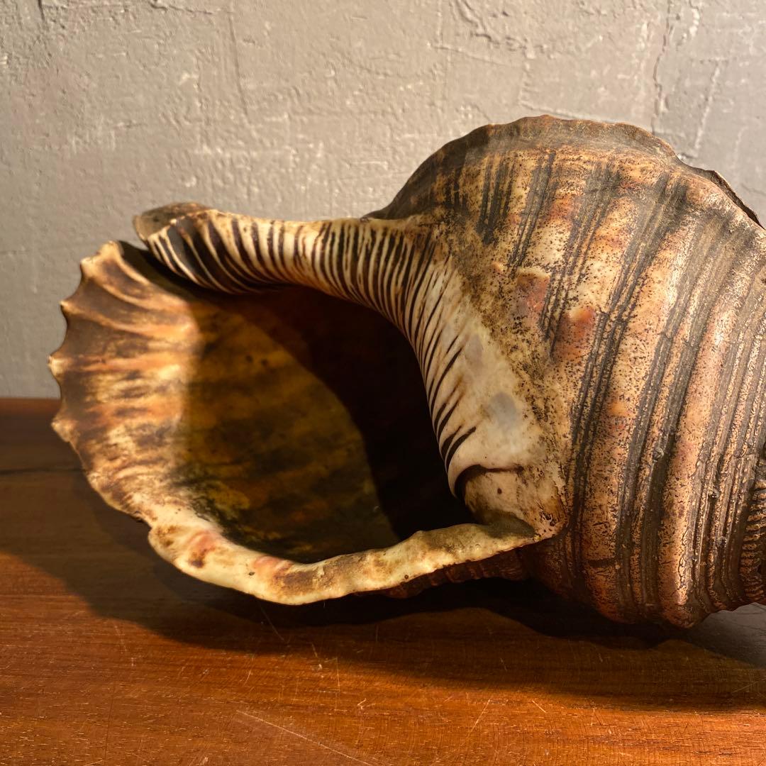 時代物 法螺貝笛 骨董品 明治 アンティーク 35cm 783g 山伏 仏教美術