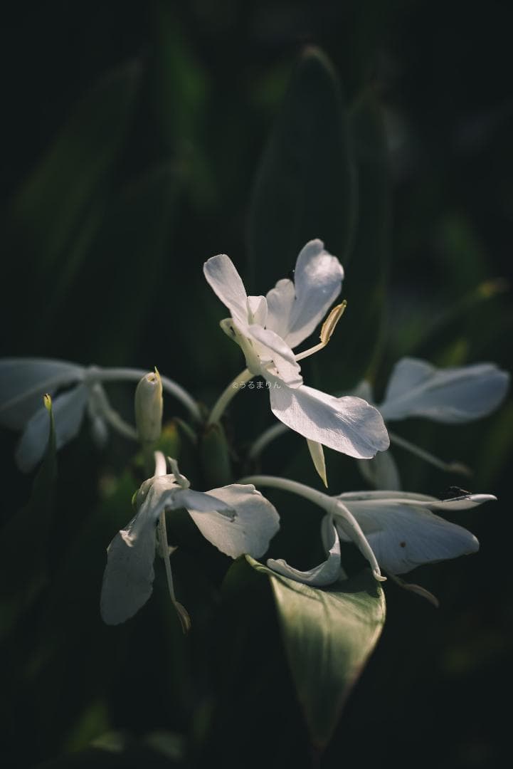 日独融合！中身もライカ！Leica Elmar-c 90mm F4