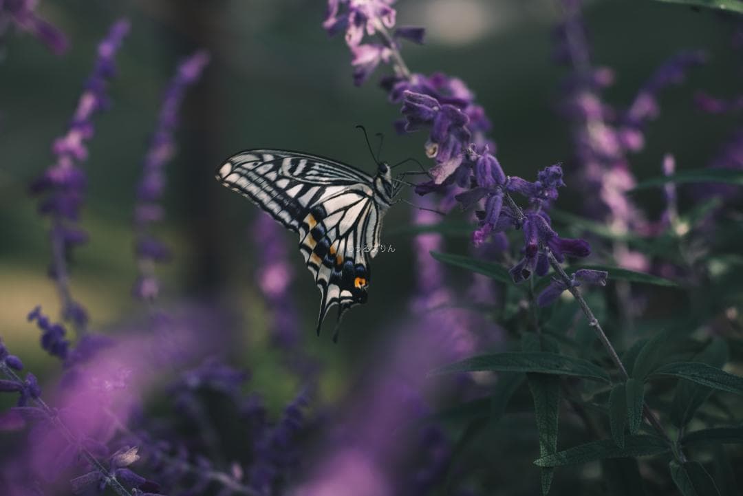 日独融合！中身もライカ！Leica Elmar-c 90mm F4
