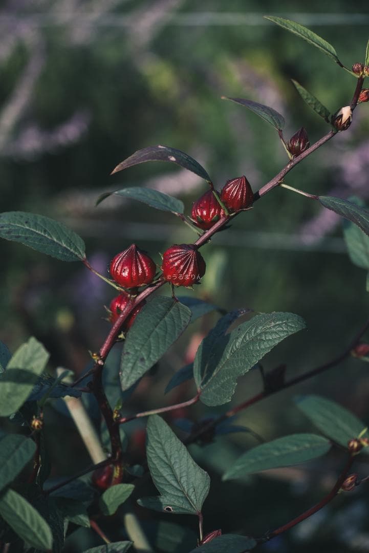 日独融合！中身もライカ！Leica Elmar-c 90mm F4