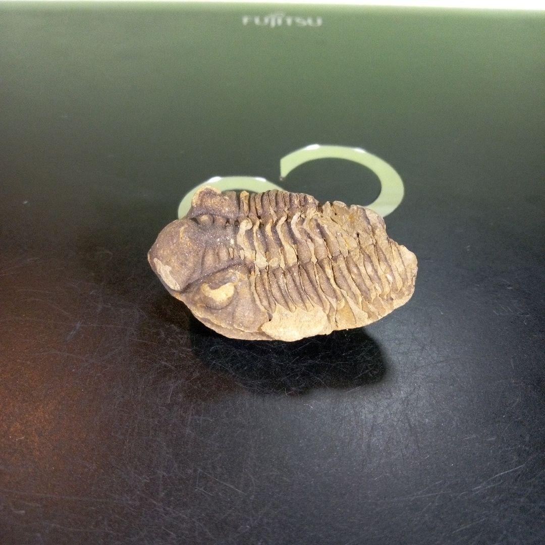 三葉虫　化石　fossil　ボリビア産　trilobite　ノジュール判別③