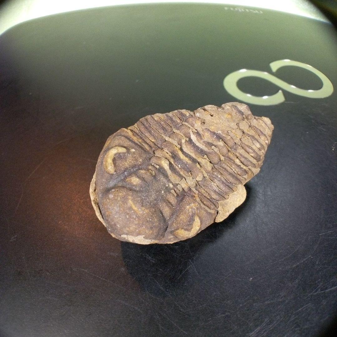三葉虫　化石　fossil　ボリビア産　trilobite　ノジュール判別③