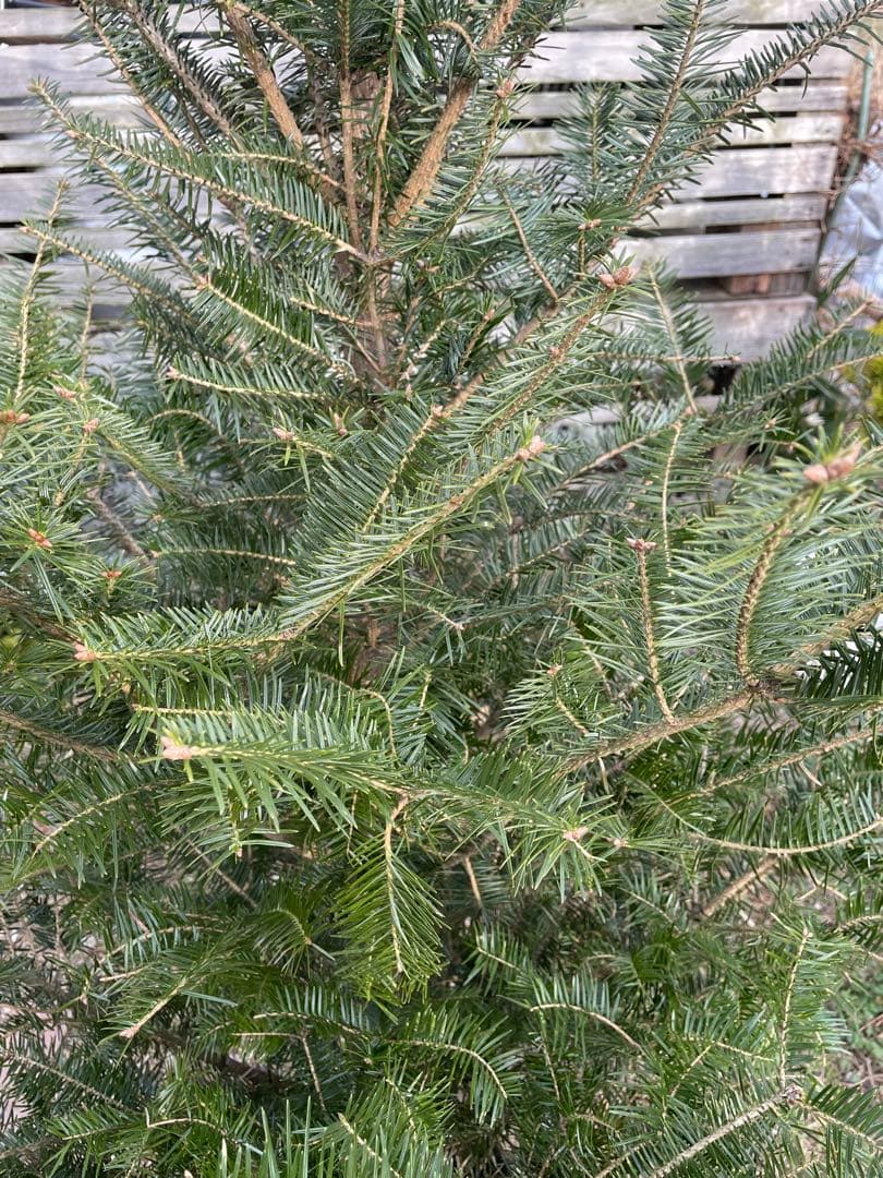 庭木　もみの木　高さ２１０センチ 直接引取り歓迎　埼玉県久喜市　配達可能