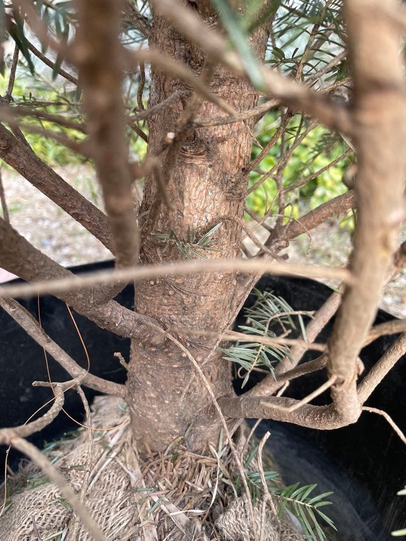 庭木　もみの木　高さ２１０センチ 直接引取り歓迎　埼玉県久喜市　配達可能