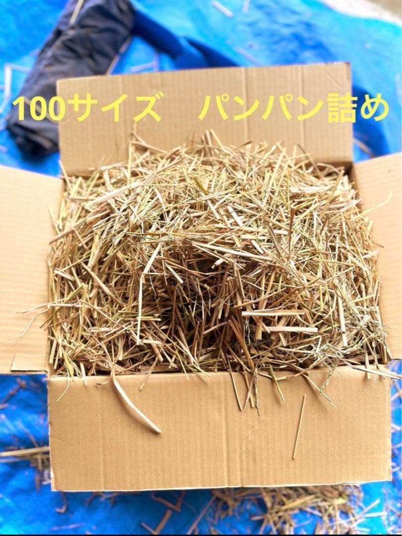 2024 収穫　わら　無肥料　無農薬　自然栽培