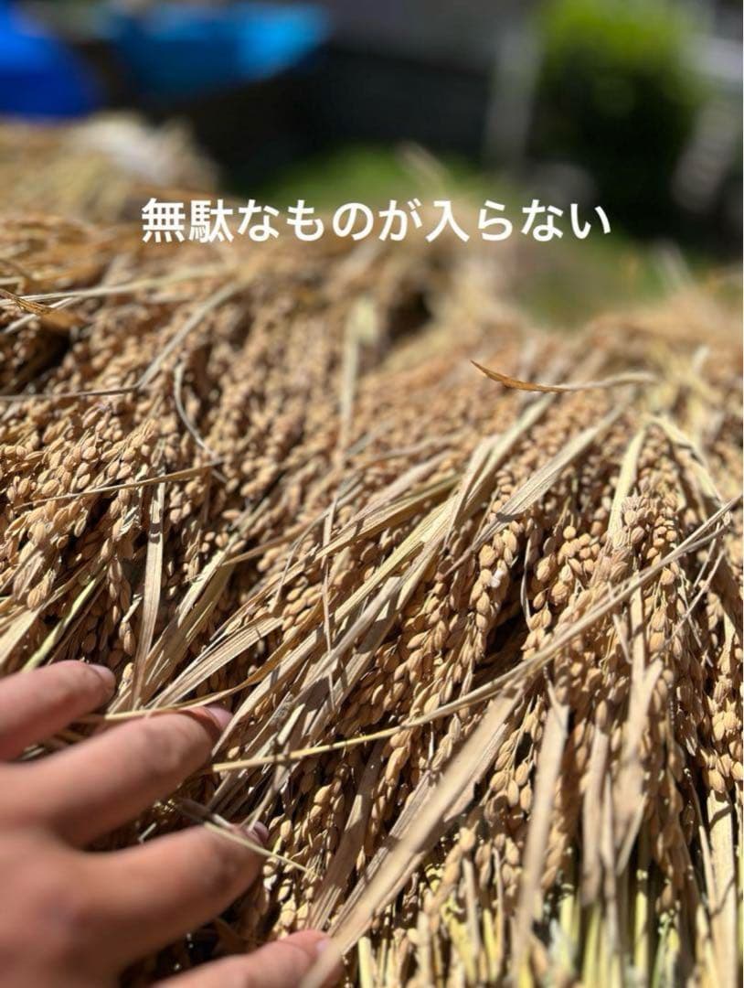 2024 収穫　わら　無肥料　無農薬　自然栽培