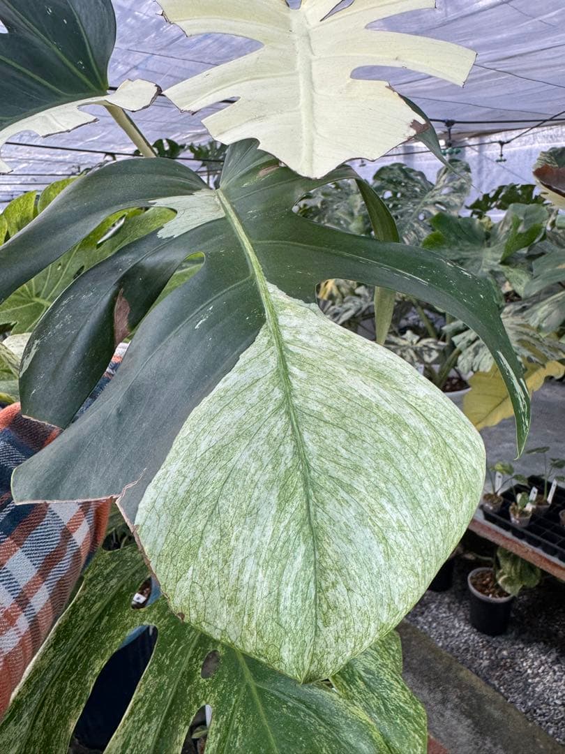 K*様 37モンステラ　ボルギシアナ　x デリシオーサ　ミント　美斑入り健康カッ