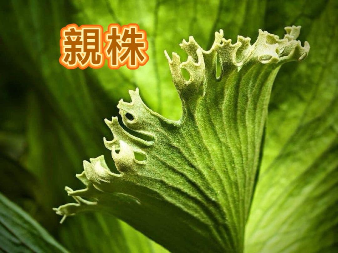 Green Nook　ビカクシダP. Flamenco