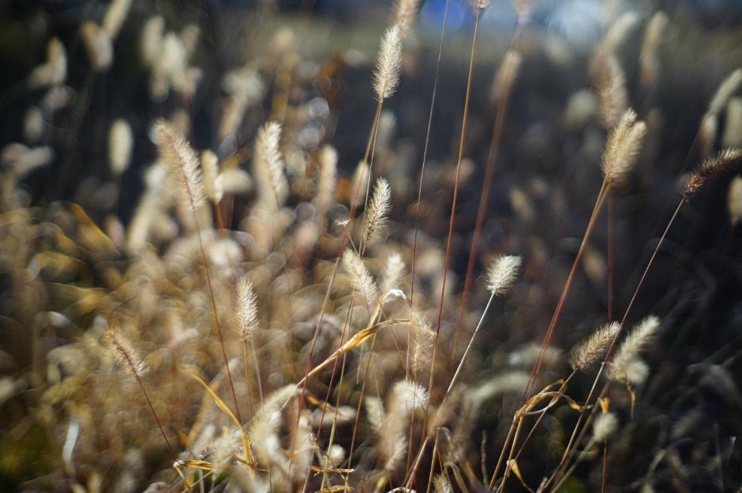 フィルムカメラ NIKON S4 / Nikkor-H.C 5cm f2