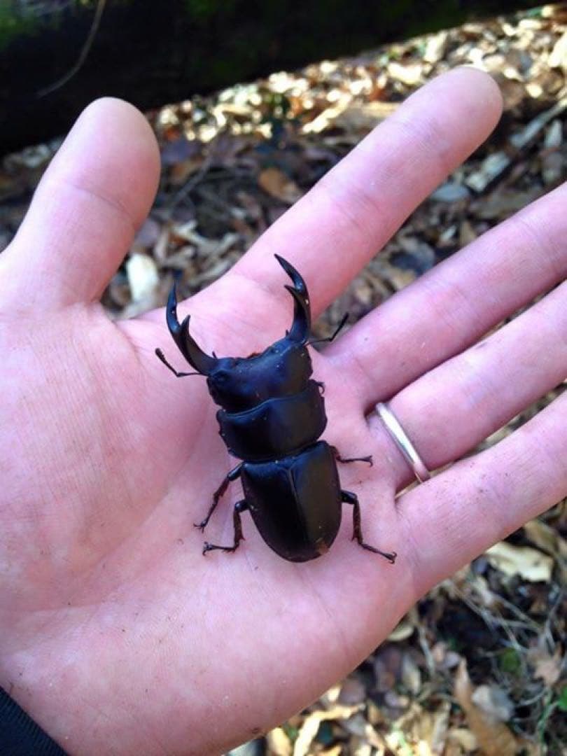 おるなーたMHHC　オオクワガタ　F0 材割成虫59㎜　美形コン2位個体